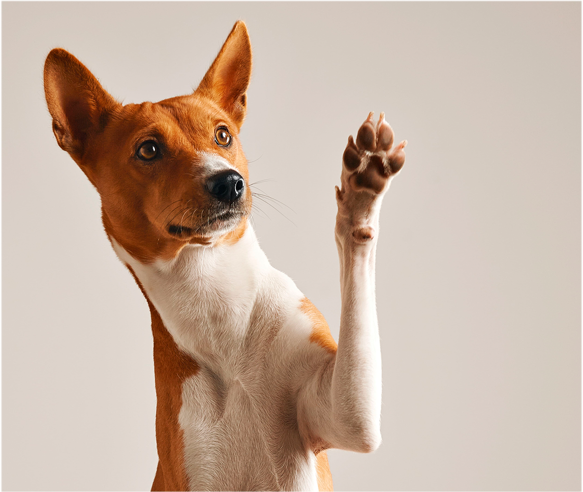 perrito
